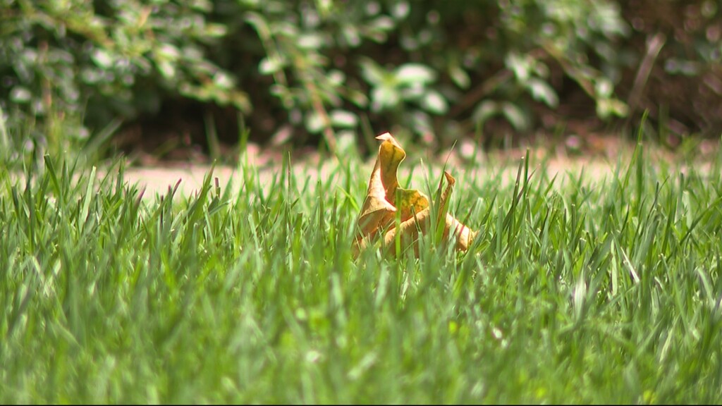 (Mike Rank | Fox 13 News) SLC Turf Trade is a special blend of grass that uses less water.