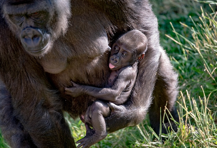 (Francisco Kjolseth  |  The Salt Lake Tribune) Hogle Zoo is introducing new babies, including two baby leopards and a baby gorilla, held by mother Jabali, who will be named by whoever makes the highest bid at the zoo's annual fund-raiser on Sept. 10 — which will be virtual this year.