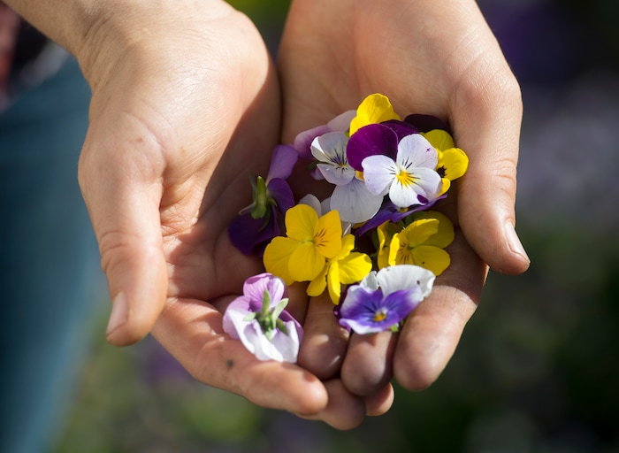 (Rick Egan  |  The Salt Lake Tribune)   Tuesday, June 5, 2018.


