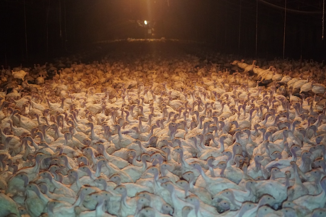 (Courtesy Wayne Hsiung)  Turkeys are seen at a Norbest farm near Moroni, Utah. The photos were taken by activists from Direct Action Everywhere.