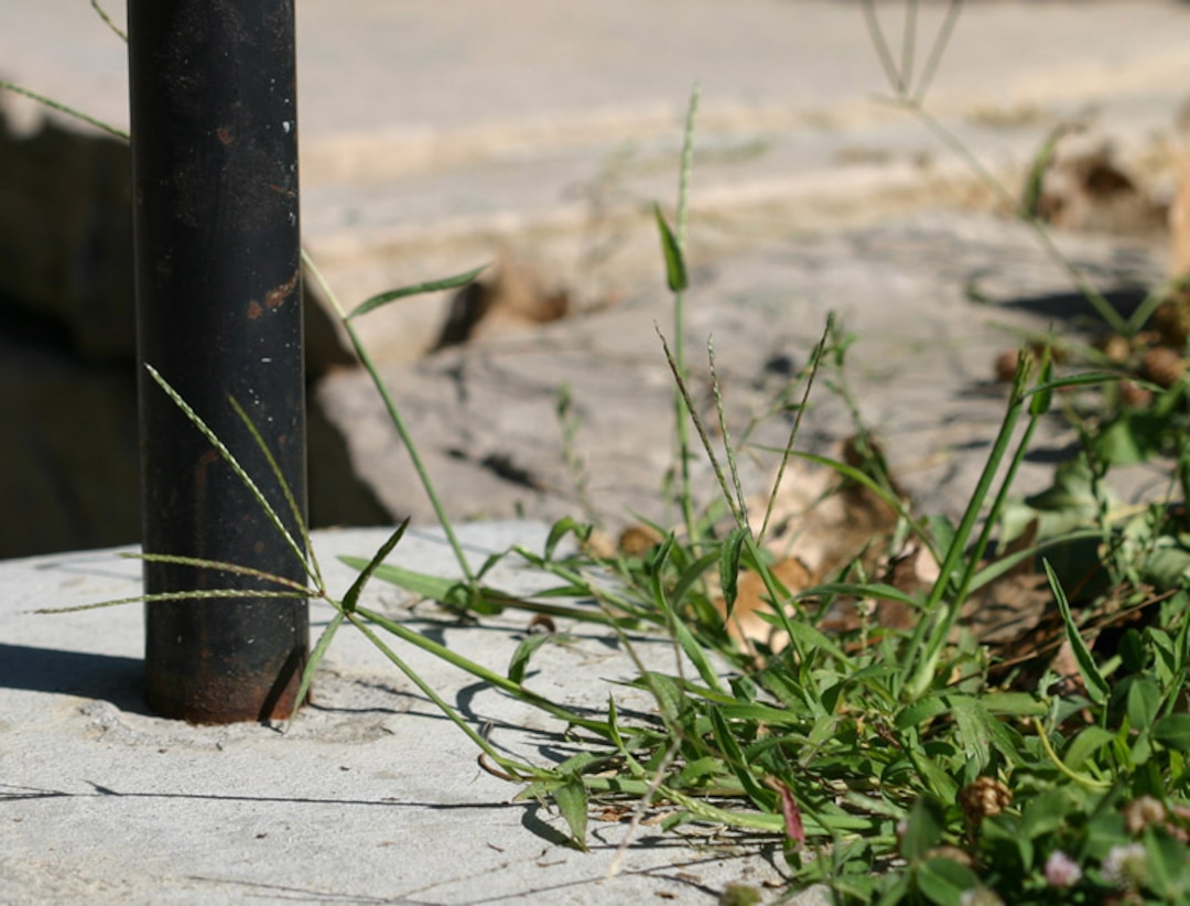 (Tribune File Photo)  Weeds, like this crabgrass, could be plentiful this spring in Salt Lake City, which was named one  of the 10 worst cites for weeds and lawn disease in 2018