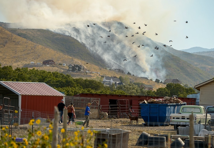 Leah Hogsten  |  The Salt Lake Tribune    A 50-acre wildfire in Rose Canyon was threatened about a half-dozen homes Wednesday, Sept. 12, 2018. A spokesman for Unified Fire said the blaze has already burned a few structures, including outhouses and sheds. Firefighters have evacuated around 20 to 30 homes in two neighborhoods near 15555 S. Rose Canyon Road in Herriman. 