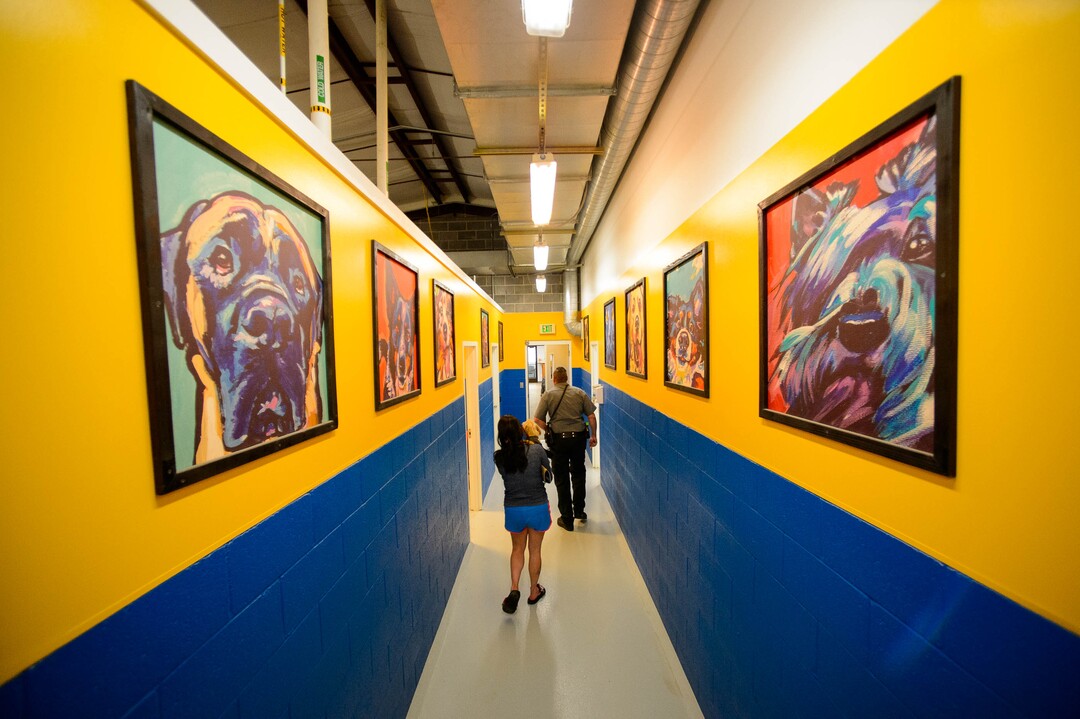 (Trent Nelson  |  The Salt Lake Tribune)  Color and artwork cover the walls at Sandy City Animal Services on Monday April 22, 2019.