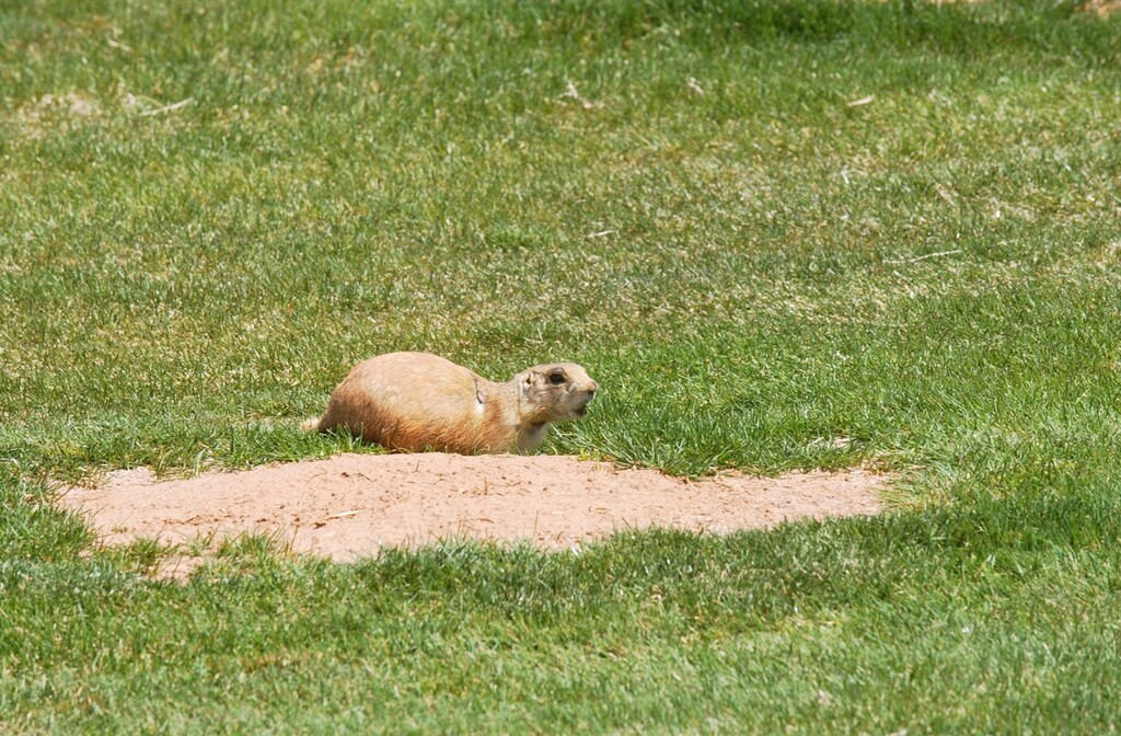 (Tribune file photo) Officials say it's too soon to say how the Trump administration's weakening of the Endangered Species Act will affect Utah prairie dogs, like this one seen at a Cedar City golf course.
