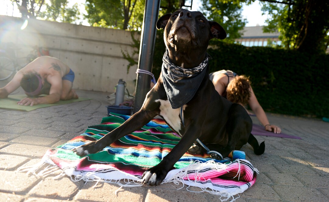 (Leah Hogsten  |  The Salt Lake Tribune) Tank gets into downward dog while his owner McKenna Delton gets into child's pose. Dozens of yoga enthusiasts filled the Ogden Amphitheater on Thursday, July 25, 2019 during the annual free yoga class sponsored by the Front Yoga Loft and The Front Climbing Club. Nine instructors from the Front Yoga Loft led the crowd as the music of guitarist Julian Alvarez played in the background.