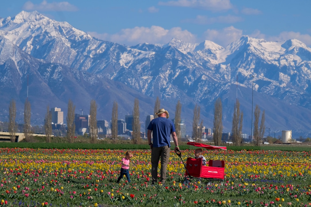 (Leah Hogsten | The Salt Lake Tribune) Rollin Anderson pulls his grandson Flynn, 3, in a wagon as his grandaughter Maggie, 18months, runs throught the tulips during the Baby Animal Festival and Tulip Field Festival at Cross E Ranch, April 23, 2021.The festival runs unlil May 8.