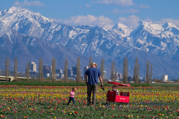 (Leah Hogsten | The Salt Lake Tribune) Rollin Anderson pulls his grandson Flynn, 3, in a wagon as his grandaughter Maggie, 18months, runs throught the tulips during the Baby Animal Festival and Tulip Field Festival at Cross E Ranch, April 23, 2021.The festival runs unlil May 8.