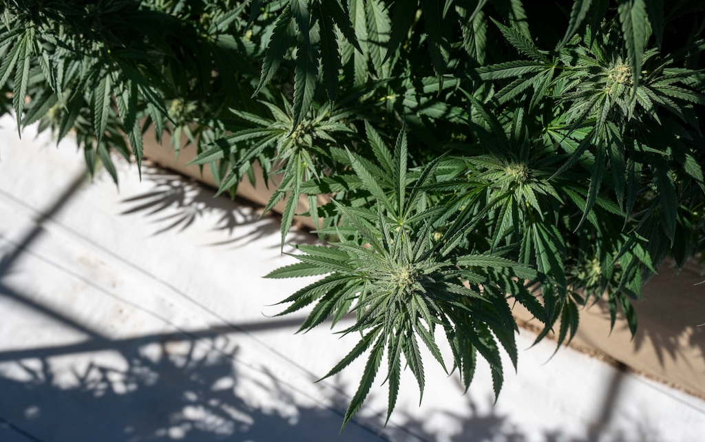 (Rick Egan | The Salt Lake Tribune)   WholesomeCo cannabis cultivation facility, on Tuesday, Sept. 24, 2024.