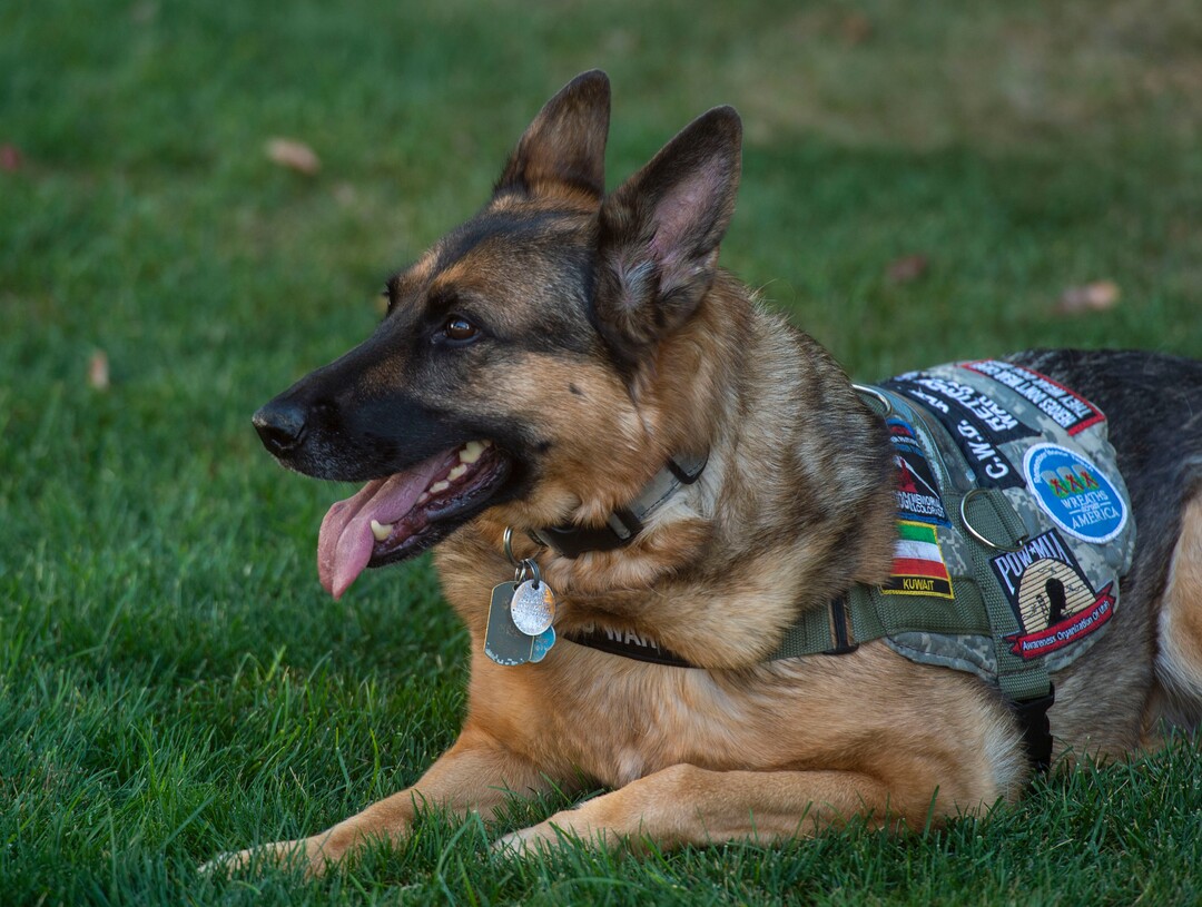 (Rick Egan | The Salt Lake Tribune) Geli, a veteran military canine who was rescued from Kuwait, is photographed Wednesday, Aug. 28, 2019. The dogs were rescued part of an effort to save dogs abandoned by the U.S. military after their handlers return home from duty.