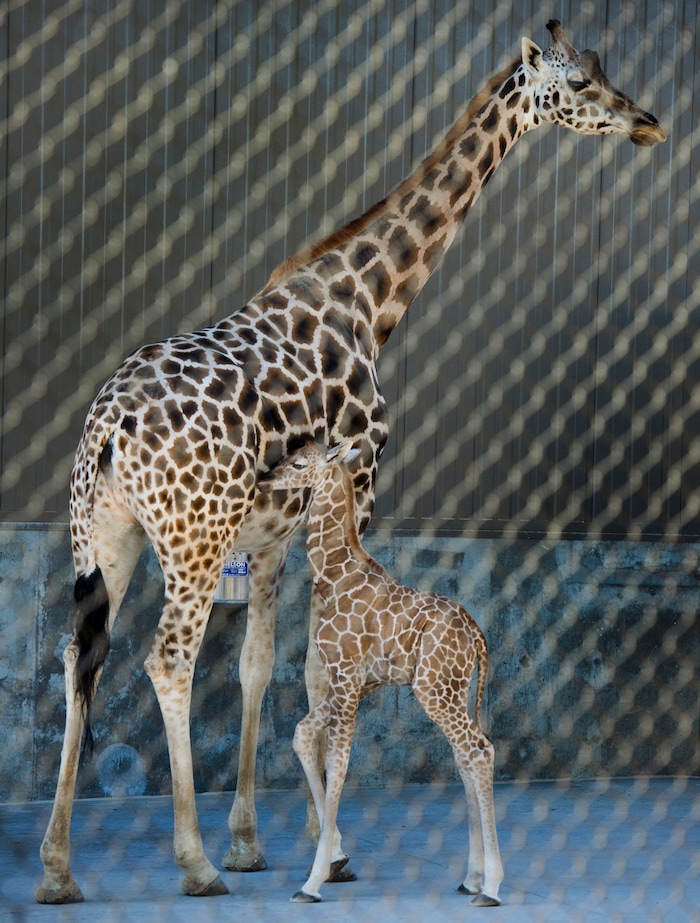 (Rick Egan | The Salt Lake Tribune) Pogo and her baby, Georgetta the giraffe, born Monday, Sept. 17, at Hogle Zoo. makes her public debut, Friday, Sept. 21, 2018.