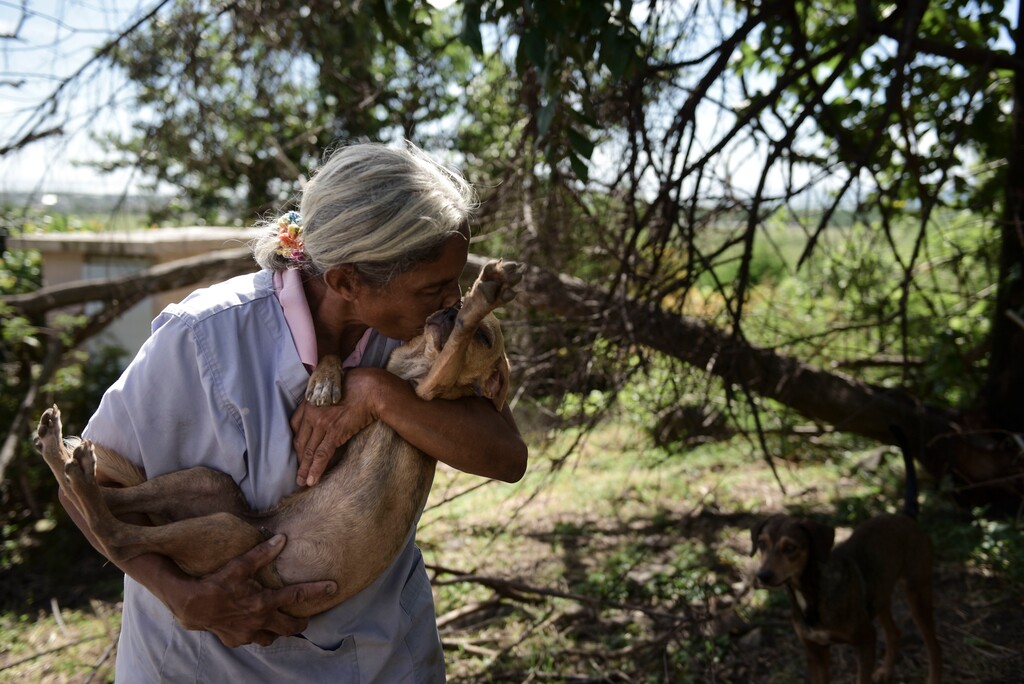 In this Friday, Dec. 15, 2017 photo, Carmen Cintron, founder of Canita Sanctuary that protects abandoned animals from being euthanized, nuzzles one of her rescue dogs in Guayama, Puerto Rico. Hundreds of dogs, cats and even the occasional pet pig and fighting cock have been left at shelters as people flee hardships on the U.S. territory or stay and try to rebuild their lives after the Category 4 storm that hit three months ago. (AP Photo/Carlos Giusti)