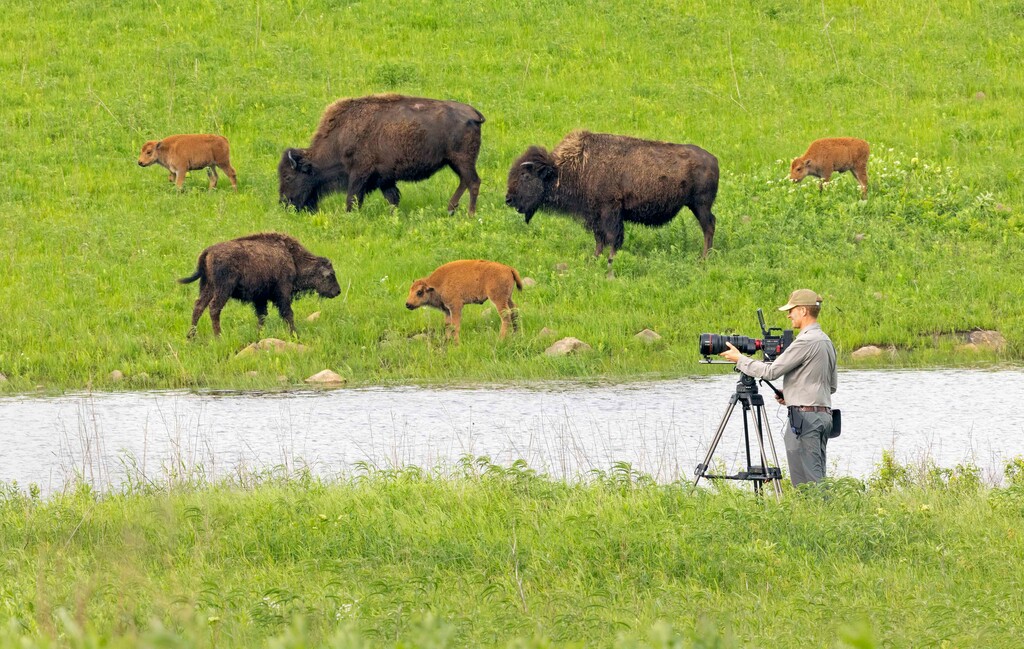 (Harvey Payne) Ben Masters films bison at the Joseph H. Williams Tallgrass Prairie Preserve in Pawhuska, Osage County, Oklahoma.