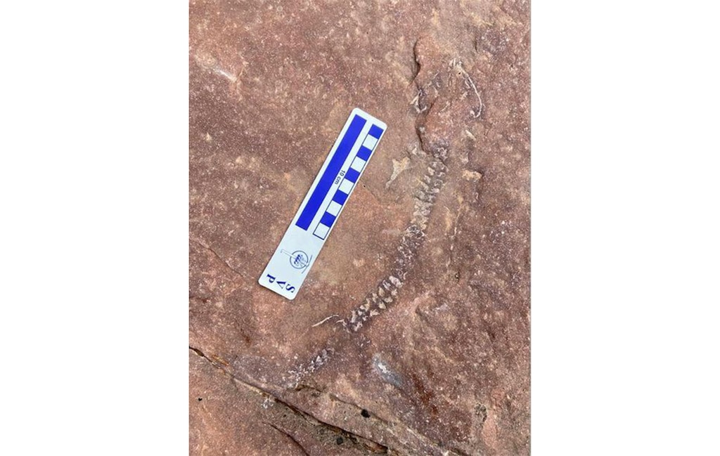 (Petrified Forest National Park) This skeleton found in Canyonlands National Park is believed to be about 290 million years old — and it might be from a previously unknown species.