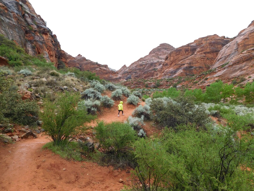 Erin Alberty  |  The Salt Lake TribuneA young hiker walks through the rain April 3, 2017 on the Red Reef Trail in Red Cliffs Desert Reserve, north of Harrisburg.