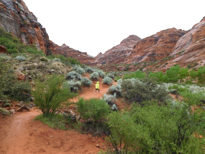 Erin Alberty  |  The Salt Lake Tribune

A young hiker walks through the rain April 3, 2017 on the Red Reef Trail in Red Cliffs Desert Reserve, north of Harrisburg.