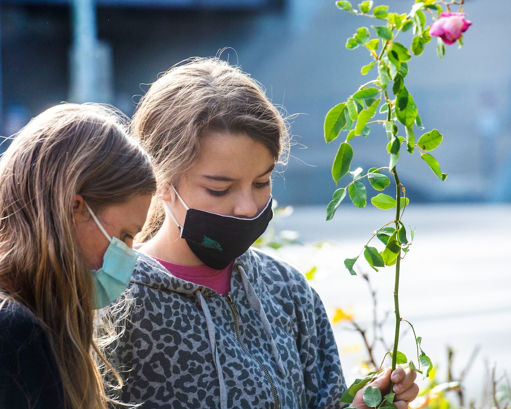 (Rick Egan  |  The Salt Lake Tribune)     Raquel and Monica Schiess check out a rose bushing her car that she rescued from the property of an old drug store on 200 South in Salt Lake, on Friday, Oct. 23, 2020.