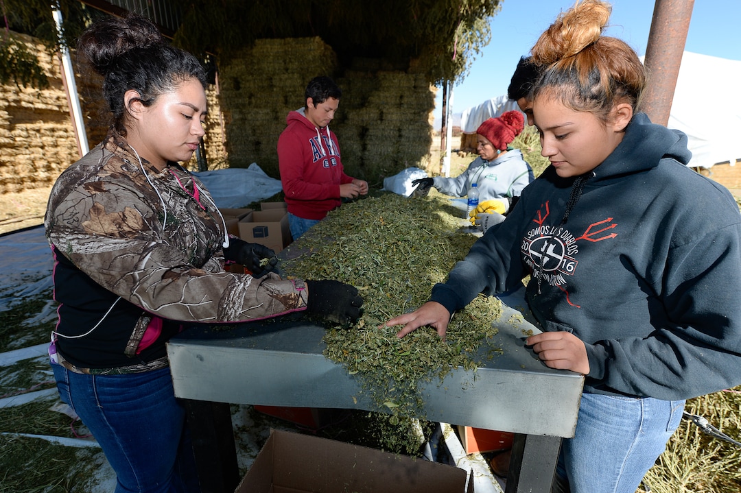 (Francisco Kjolseth  |  The Salt Lake Tribune)  Sisters Cinthia and Ariana Perez join a small group harvesting hemp plants during an intensive pre-extraction process to remove stems at Harward Farms near Spanish Fork. The farm is wrapping up his first season of industrial hemp growing, willing to take on the challenge that has been a struggle for many farmers, after committing 10 acres their first year.
