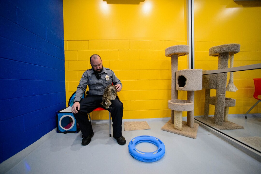 (Trent Nelson  |  The Salt Lake Tribune)  Officer Trevor Leslie with a cat named "Kimber" in a cat playroom at Sandy City Animal Services on Monday April 22, 2019.