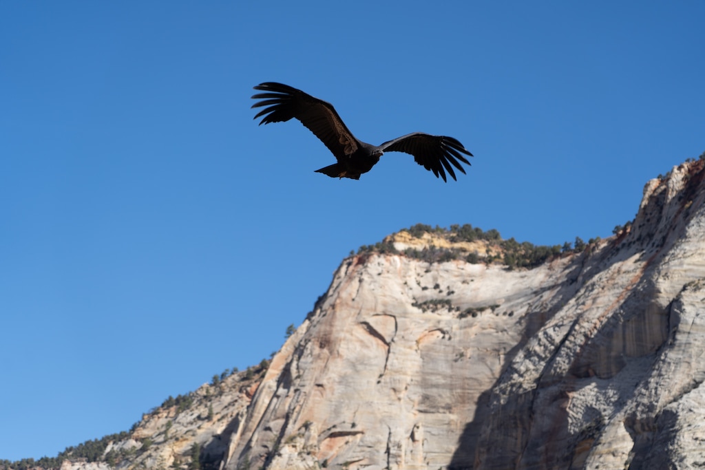 (Zion National Park) Condor 1111 flies through Zion National Park.