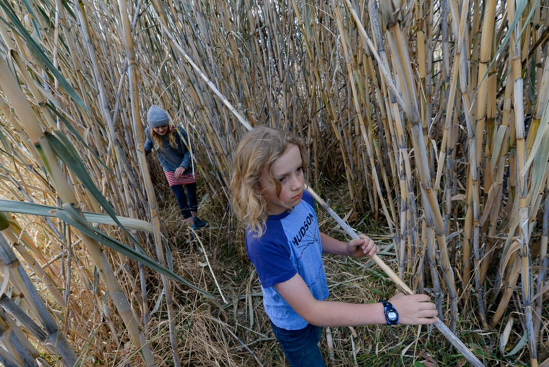 (Francisco Kjolseth  |  The Salt Lake Tribune)  Zoey Porucznik, 13, left, and her brother Quinn, 10, explore the tall bamboo like grasses that forms narrow pathways for kids to play in at the community garden at the end of Elizabeth Street in Salt Lake City. The Poruczniks grow on one of the 42 plots at the garden, which has operated on church land for 43 years.