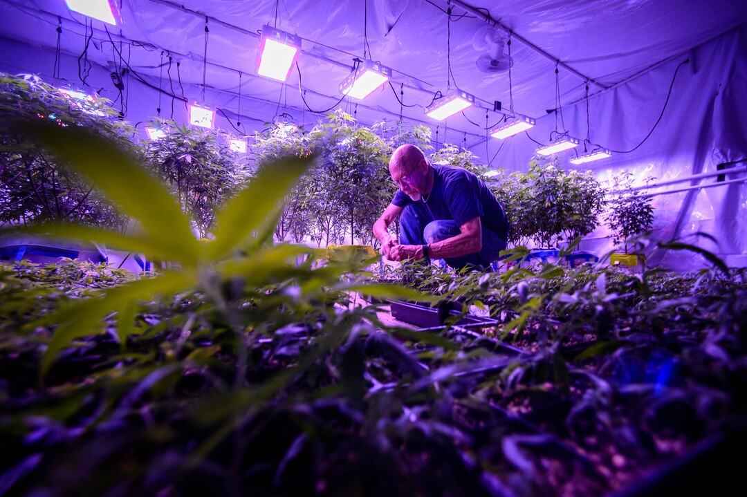 (Trent Nelson  |  The Salt Lake Tribune)  
Keith Keyser, founder of Moon Lake Farms, working with hemp seedlings in North Salt Lake on Friday July 12, 2019.