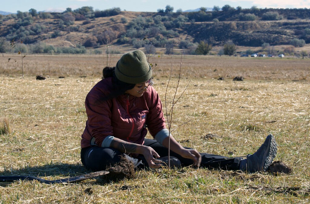 (Clarissa Casper | The Salt Lake Tribune) Volunteers plants trees at the site of the Bear River Massacre near Preston, Idaho, on Friday, Nov. 1, 2024.