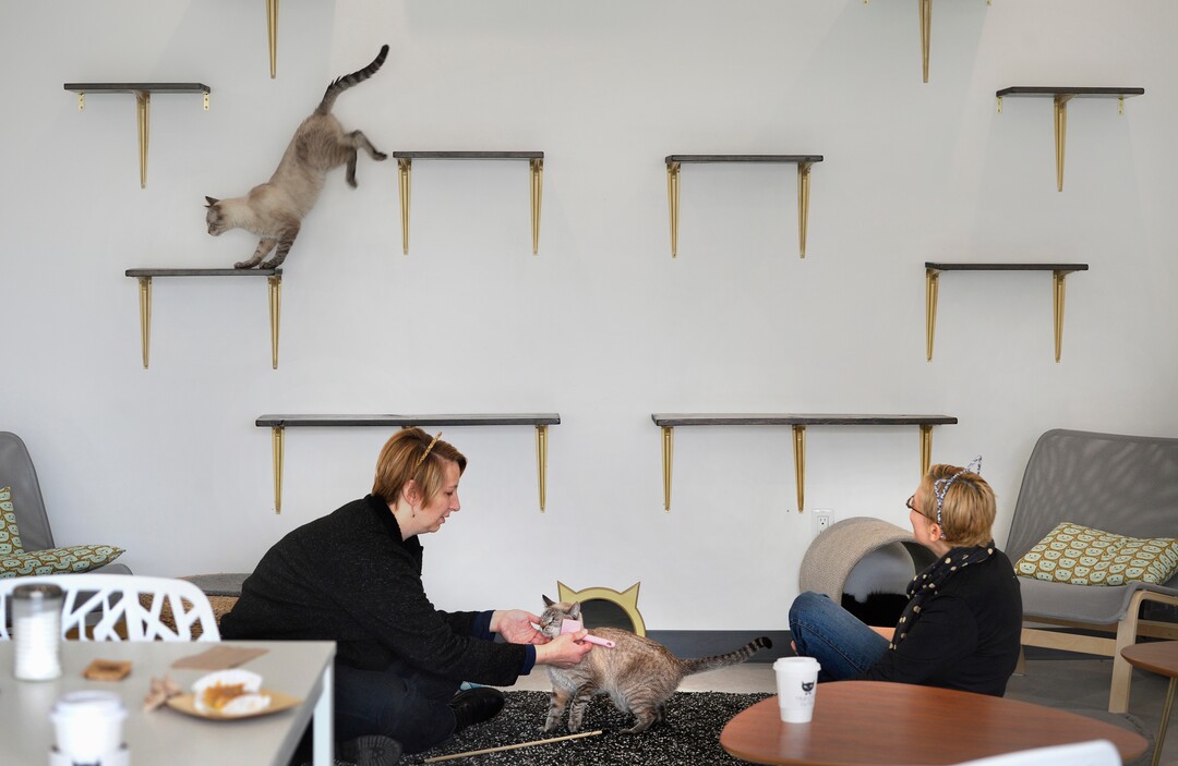 (Scott Sommerdorf   |  The Salt Lake Tribune)   
Melissa Davis, left and Jackie Rogers play and pet cats at Tinker’s Cat Cafe on 900 South in Salt Lake City on Thursday, Nov. 2, 2017.