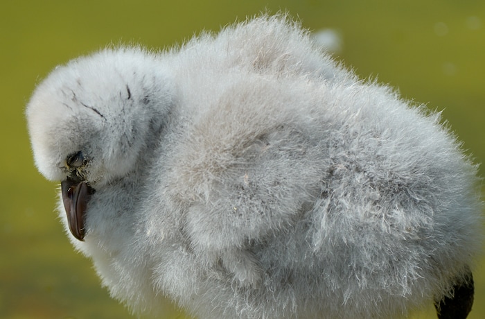 (Francisco Kjolseth  |  The Salt Lake Tribune)  Tracy Aviary has a variety of new birds, including three new baby Chilean Flamingos. The trio, ranging in age from 14 to 29 days of age are growing fast and the aviary is currently having a naming competition. Every egg that is laid at the aviary is given a number. Chick 3 just happened to get the egg number 007, so keepers decided to theme the flamingo chick naming contest with 007 names. 
