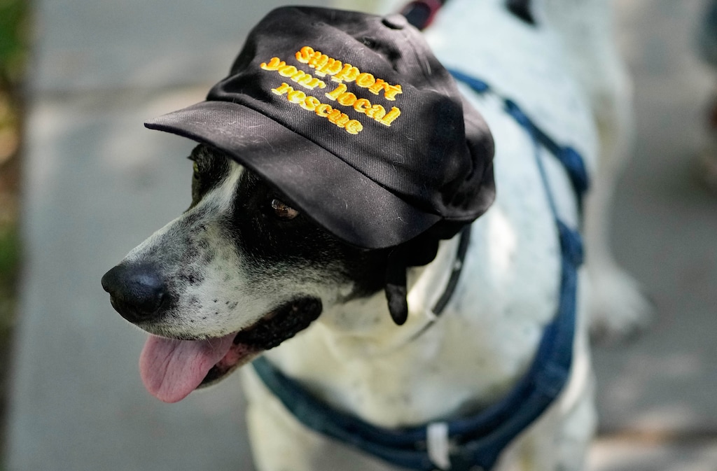 (Francisco Kjolseth | The Salt Lake Tribune) Jenkins, a 10-year-old pointer mix doesn’t seem to mind having a hat placed on his head promoting rescues like the Golden Bark Foundation, a non-profit that rescues senior dogs on Thursday, Aug. 24, 2023. Jenkins helps make up the 36.2% of Utah households that own dogs.