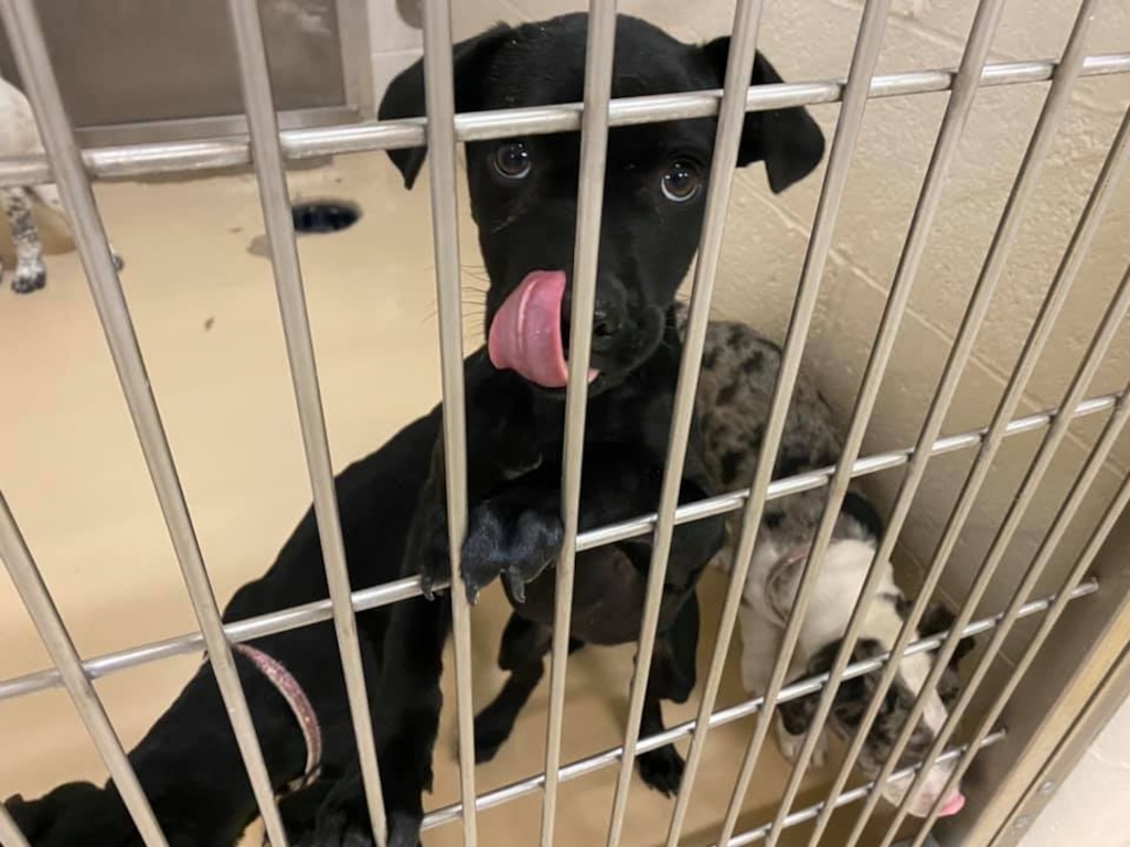 Courtesy of the Price City Fire Department
Thirteen puppies were rescued from a van that flipped on its side after crashing in Price on New Year’s Eve. The puppies are being kept at the Carbon County Animal Shelter until the driver can finish her journey from Texas to Oregon.