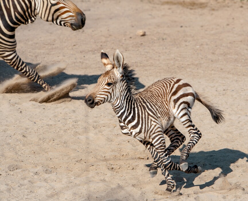 (Ed Kosmicki | Special to The Tribune) Two week old Archie, the second Hartmann's zebra born this year at the Hogle Zoo sprints into the flex yard Tuesday morning June 15, with his mother Poppy in tow. Archie was named for the Arches National Park near Moab and will eventually go to another zoo to start his own harem. Mountain zebras live in more mountainous regions in southwest Africa. Unlike other zebras, mountain zebras have a dewlap, the mane is short and they have very hard, pointed hooves. This species is threatened in the wild.