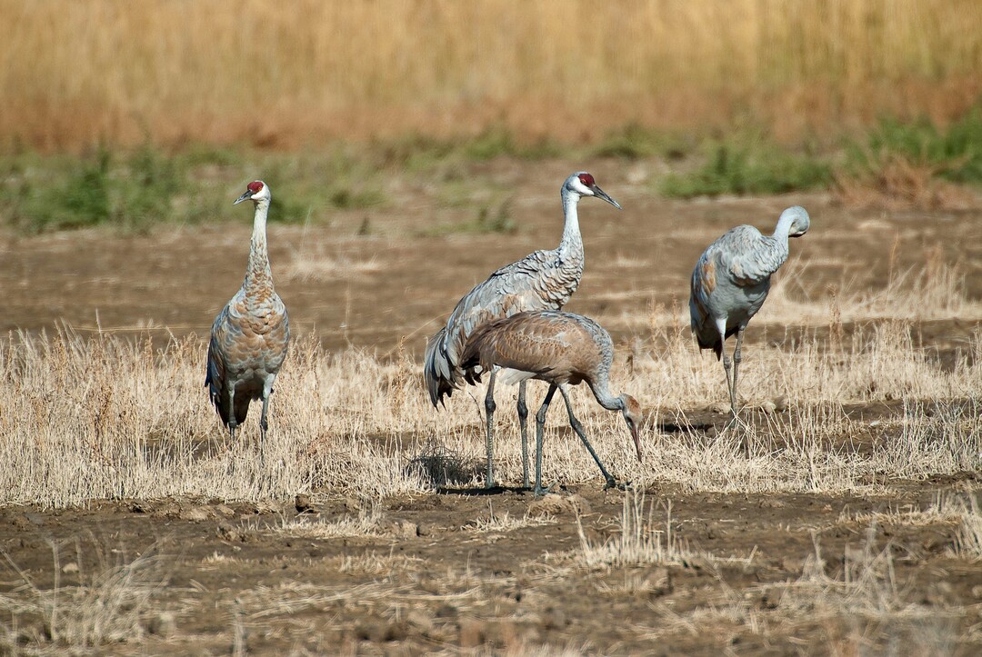 (Photo courtesy of Utah Division of Wildlife Resources) Sandhill cranes at Ouray National Wildlife Refuge in northeastern Utah in 2011.