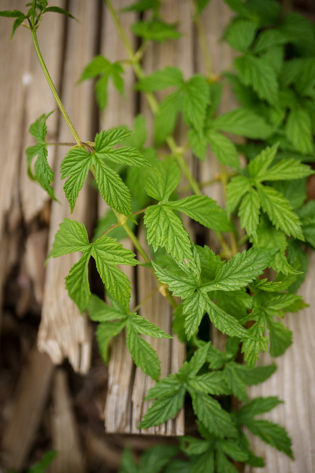 (Trent Nelson  |  The Salt Lake Tribune) Wild hops in Empire Canyon, Park City on Wednesday, June 8, 2022.