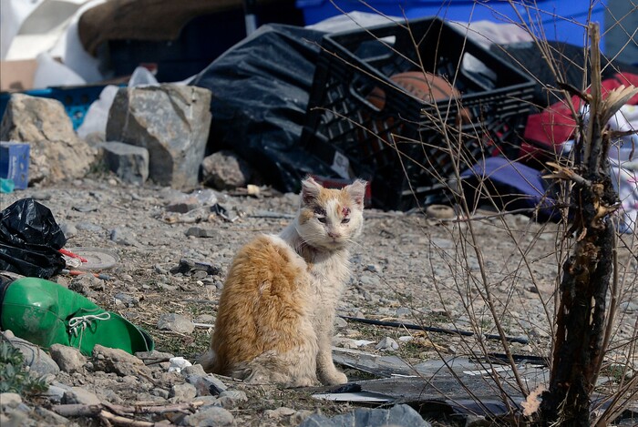 (Al Hartmann  |  The Salt Lake Tribune) 	
Camp cat at one of the several homeless camps perched on the mountainside above Victory Road north of the state Capitol building.  Salt Lake City Police, Volunteers of America, Utah Highway Patrol, and social workers from Salt Lake City and the Veterans Administration had set up a mobile outreach center along Victory Road.