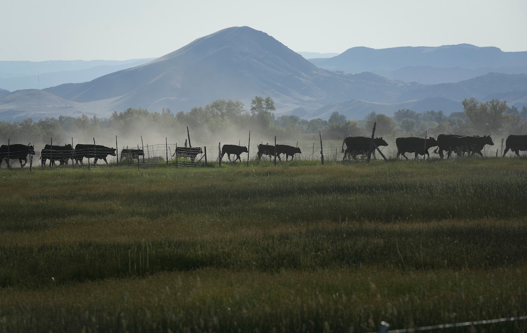 (Bethany Baker | The Salt Lake Tribune) Cattle move through a pasture as cowboys gather them before a cattle drive through Richfield on June 7, 2025. A Utah Beef Producers facility in Richfield that received taxpayer support was touted as providing local meat processing for Utah ranchers and direct-to-consumer sales.