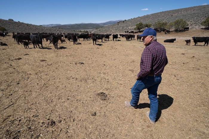 (Francisco Kjolseth | The Salt Lake Tribune) Randy Revoir, a Nephi rancher, checks in on his cattle in Juab County on Thursday, April 8, 2021. Revoir has banded together with other livestock producers to form the Central Utah Livestock Association, a group that offers a $20,000 reward for tips leading to the arrest of anyone who kills a member's animal. Livestock shootings soared in 2020 during the pandemic, but the reasons for the increase are unclear.