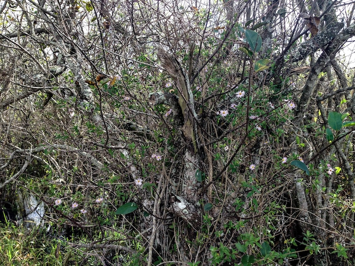 (Erin Alberty | The Salt Lake Tribune) A scene from Everglades National Park. Photo taken Feb. 2, 2016.