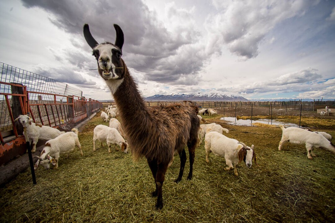 (Trent Nelson | The Salt Lake Tribune)
Carlos the llama protects the animals of the The East Africa Refugee Goat Project, from predators — namely coyotes. Saturday March 24, 2018.