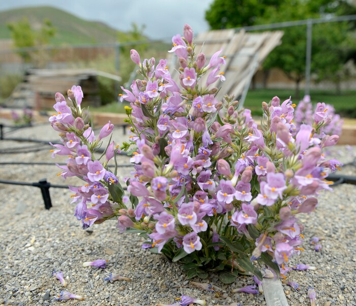 Al Hartmann  |  The Salt Lake TribuneOne of several Graham's Beardtongue plants that Red Butte Garden botanists have transplanted in their conservation trial bed are in full bloom Tuesday May 6.   They have taken hold and are now producing some seeds.   The rare desert flower only grows on oil shale outcrops and is proposed for listing under the Endangered Species Act.Environmental groups plan to sue the U.S. Fish and Wildlife Service over its recent decision to not list Graham's beardtongue, a rare desert flower that grows only near Uinta Basin's oil shale outcrops. Utah officials and the feds say a conservation agreement will ensure the plant's survival if the area's oil shale is strip-mined.