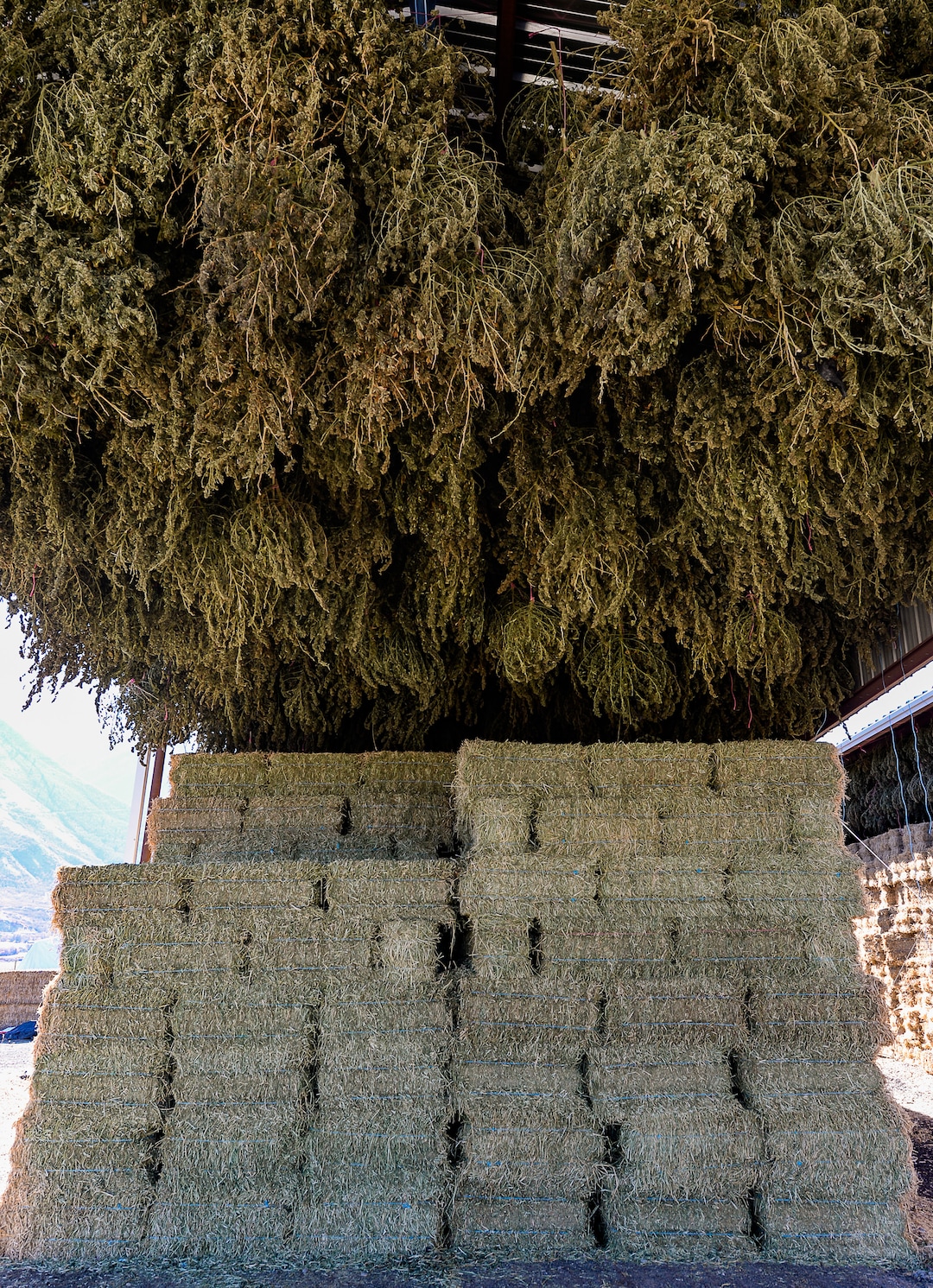 (Francisco Kjolseth  |  The Salt Lake Tribune)  Hemp plant material with very low (or virtually no) THC content is dried at the end of the season at Harward Farms near Spanish Fork, Utah. Long time farmer Jud Harward is wrapping up his first season of industrial hemp growing, willing to take on the challenge that has been a struggle for many farmers, as he commits to 10 acres to the expensive process to see how it goes.
