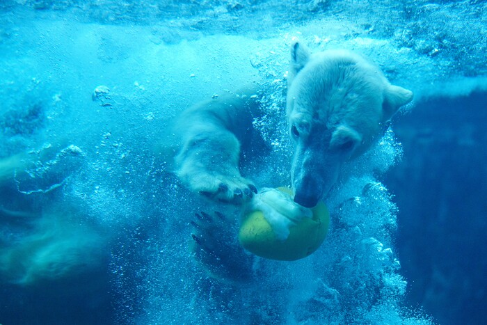 (Trent Nelson  |  The Salt Lake Tribune) Neva, a 5-year-old female polar bear, explores her new home in the Rocky Shores exhibit at Hogle Zoo in Salt Lake City on Tuesday, Jan. 4, 2022.