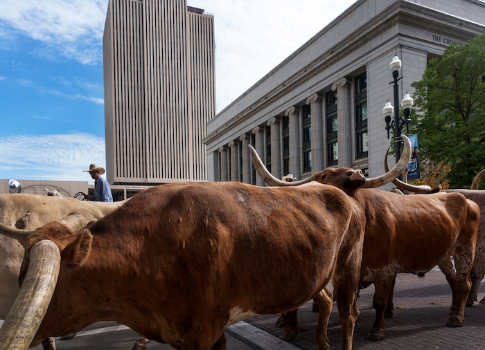 (Leah Hogsten | The Salt Lake Tribune) To kick off the start of Utah's Days of '47 rodeo week, Governor Spencer Cox, First Lady Abby Cox and working ranglers drove a herd of longhorn cattle from the heart of Salt Lake City to the  Utah Fair Park, Tuesday, July 19, 2022.
