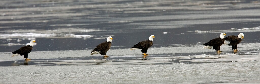 Al Hartmann   |  The Salt Lake Tribune 
Bald eagles stand in a row on an ice patch while fishing at Farmington Bay State Waterfowl Management Area on Monday, Feb. 7. Farmington Bay is a great place to see numerous birds for Bald Eagle Day on Feb. 12.