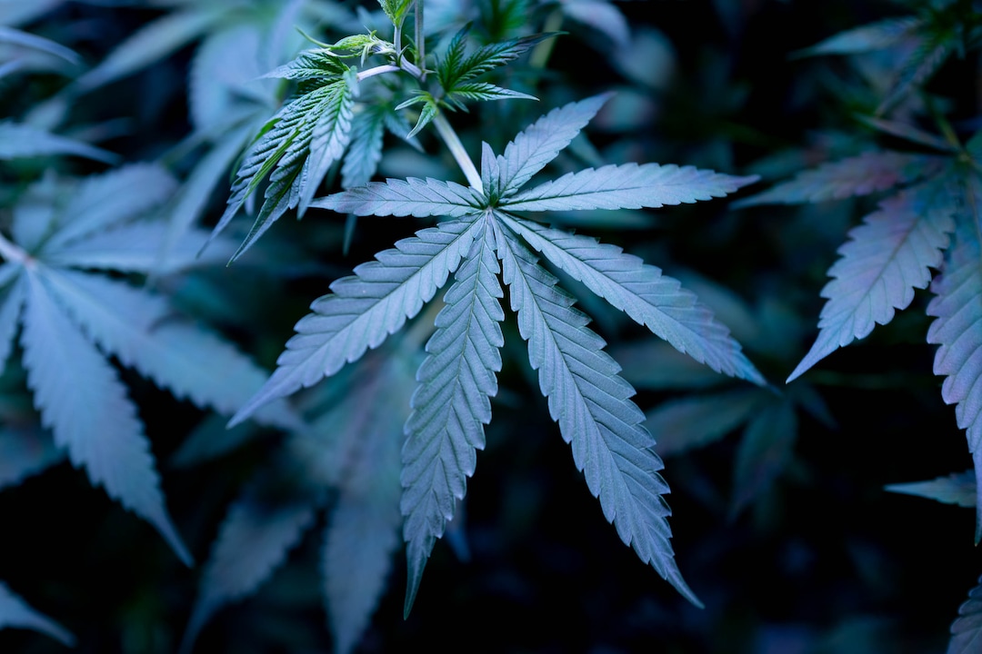 (Trent Nelson  |  The Salt Lake Tribune)  
Hemp plants growing under LED lights at Moon Lake Farms in North Salt Lake on Friday July 12, 2019.