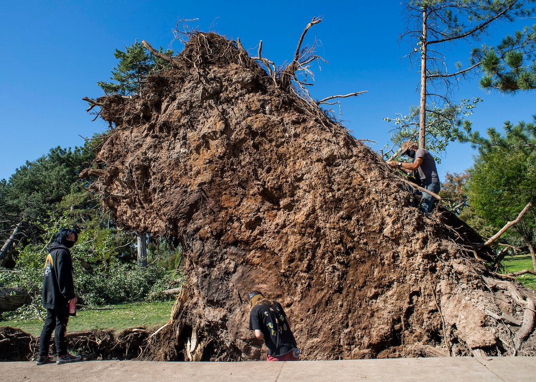 (Rick Egan  |  The Salt Lake Tribune)     Christian Pocock climbs on one of the trees that was toppled by the storm earlier this week, at Liberty Park, looking for interesting roots that he can use for an art project, on Saturday, Sept. 12, 2020.