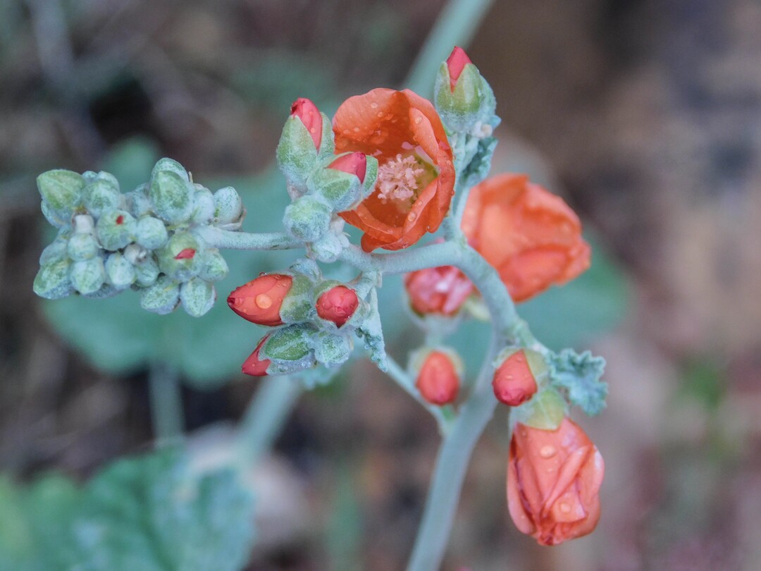 (Erin Alberty  |  The Salt Lake Tribune)

A globemallow begins to open April 3 along the Red Reef Trail in the Red Cliffs Recreation Area west of Harrisburg.