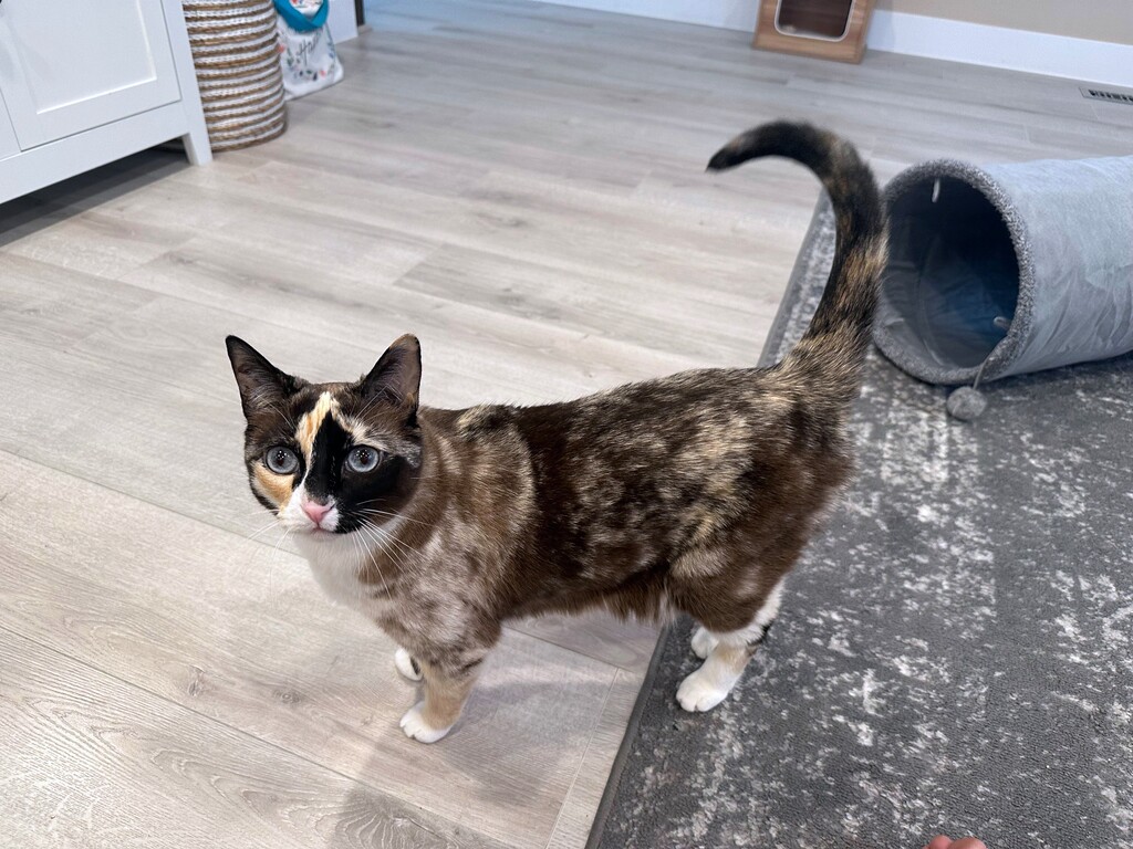 (Carrie Clark via The New York Times) Galena the cat traveled to California from Utah in an Amazon box.