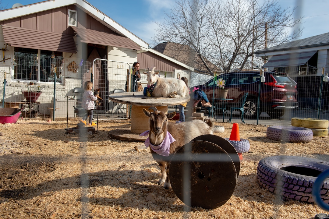 (Rachel Molenda  |  The Salt Lake Tribune)  Pygmy goats Frankie, front, and Marshmallow, back, hang out in Candace Yocum's yard in Midvale, Utah, on Monday, March 11, 2019. Yocum worked with Midvale City Council to allow pygmy goats to be kept as pets.