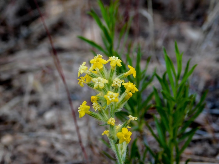 Erin Alberty  |  The Salt Lake TribuneCryptantha blooms May 27, 2017 along the Desert Voices Trail in Dinosaur National Monument.
