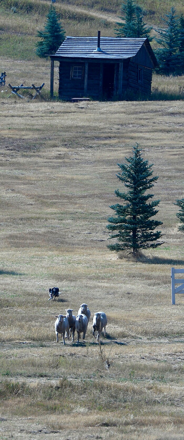 (Al Hartmann  |  The Salt Lake Tribune) 	
A border collie works sheep down the mountainside during the first round of the Supreme Source Solider Hollow Classic Sheep Dog Trials, Friday Sept. 1 in Midway.  The Supreme Source Soldier Hollow Classic brings together many of the world’s top sheep dogs from Scotland, Ireland, South Africa, Canada, Germany and the United States. The trials last through Sept. 4.